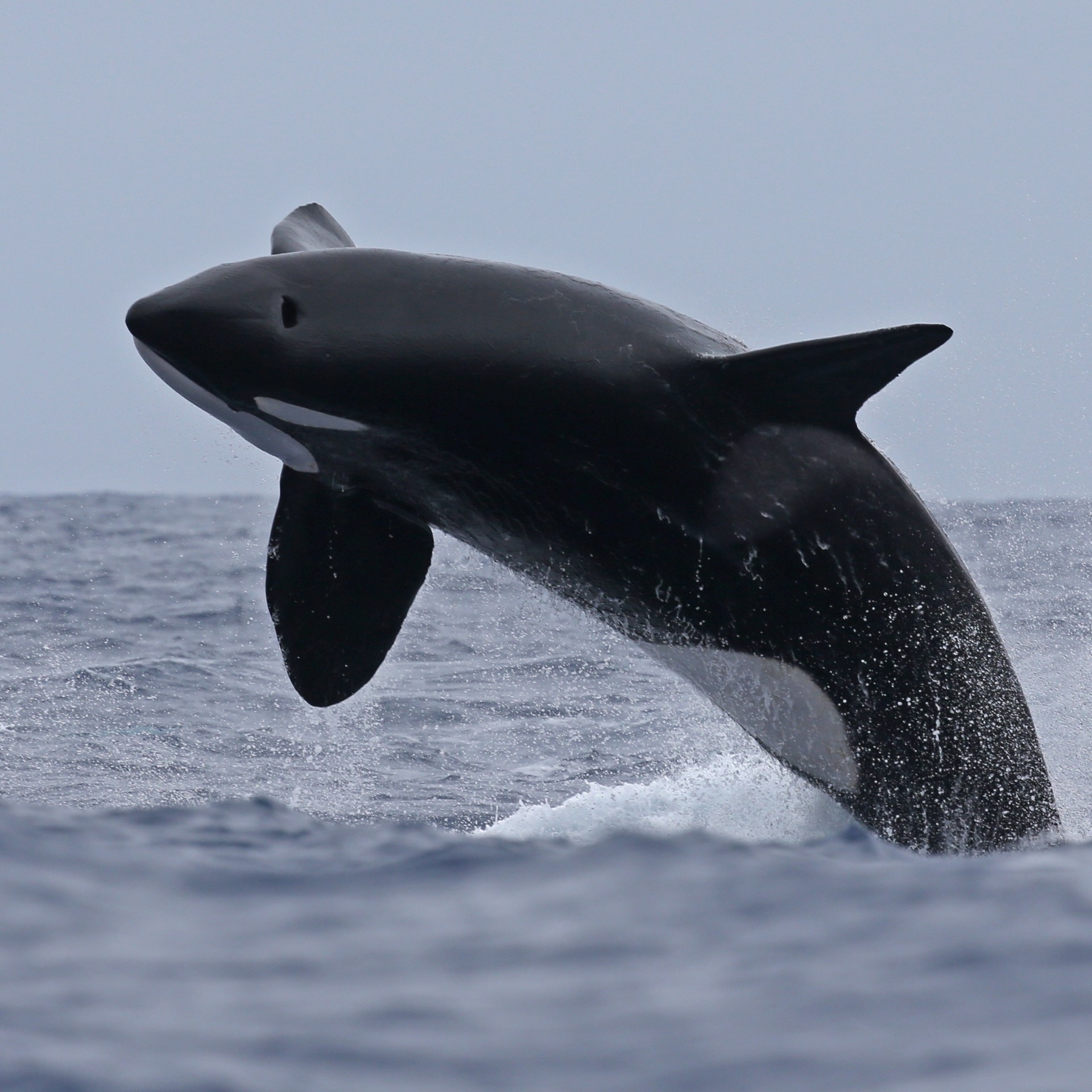 在布雷默湾附近的布雷默峡谷跃身击浪的虎鲸 © 博物学家租船公司版权所有