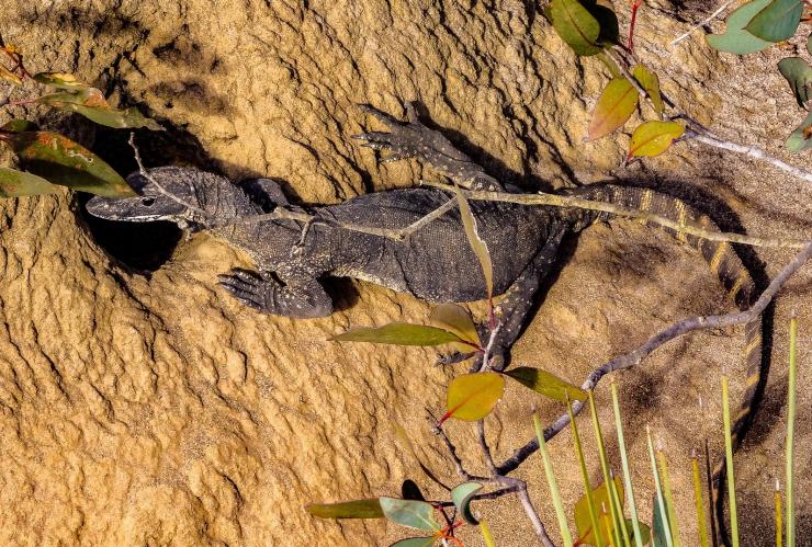 袋鼠岛白蚁丘上的罗森伯格巨蜥 © 非凡袋鼠岛之旅版权所有