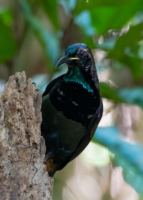 远北昆士兰州，阿瑟顿高地树上的裙风鸟 © 远北昆士兰自然之旅/James Boettcher 版权所有