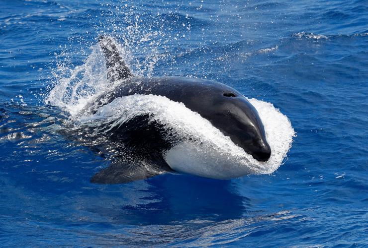 在布雷默湾附近水域游泳的虎鲸 © Keith Lightbody 版权所有