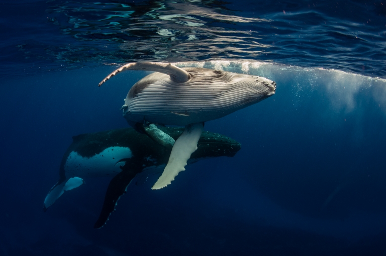 新南威尔士州,杰维斯湾,Dive Jervis Bay,座头鲸 © Dive Jervis Bay 版权所有 新南威尔士州,杰维斯湾,Dive Jervis Bay,座头鲸 © Dive Jervis Bay 版权所有