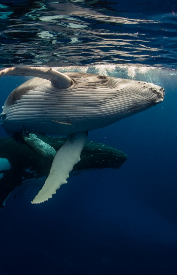 新南威尔士州，杰维斯湾，Dive Jervis Bay，座头鲸 © Dive Jervis Bay 版权所有