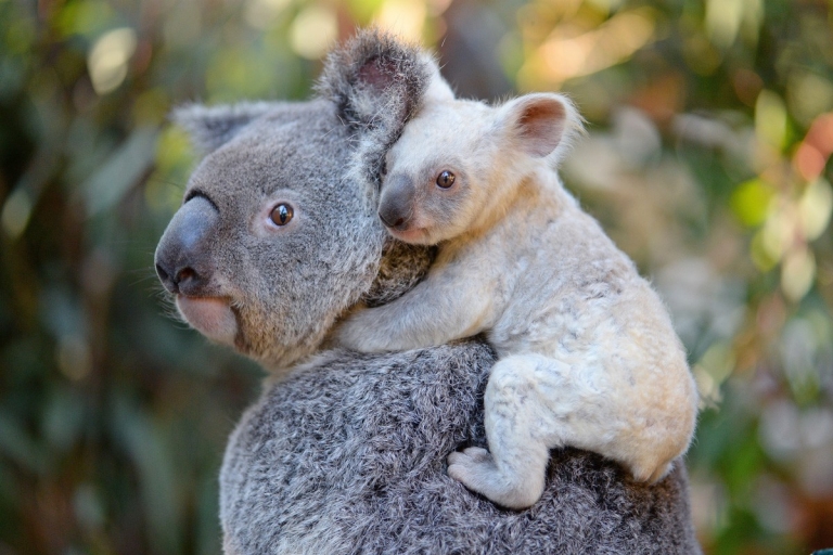 昆士兰州，毕尔瓦，澳大利亚动物园，白色考拉幼崽和妈妈蒂亚 © Ben Beaden/澳大利亚动物园版权所有