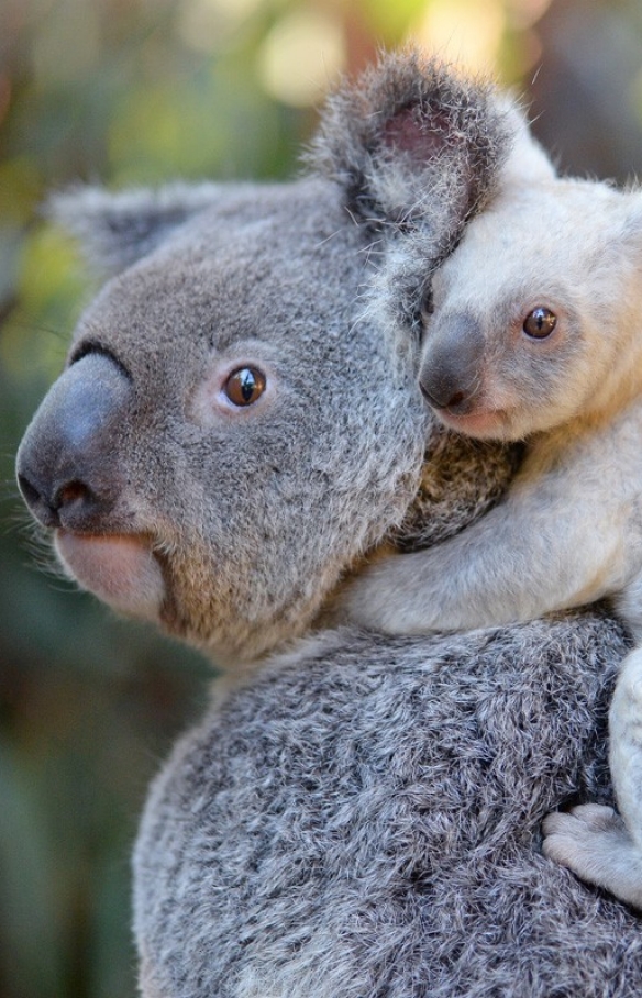 昆士兰州，毕尔瓦，澳大利亚动物园，白色考拉幼崽和妈妈蒂亚 © Ben Beaden/澳大利亚动物园版权所有