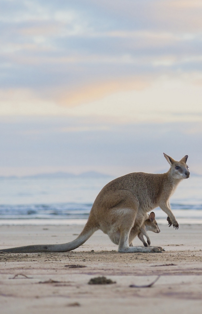 希尔斯伯勒角国家公园日落时分海滩上的袋鼠 © 昆士兰州旅游及活动推广局版权所有