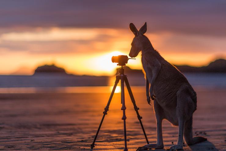 希尔斯伯勒角国家公园的袋鼠在观察相机 © Matt Glastonbury/昆士兰州旅游及活动推广局版权所有