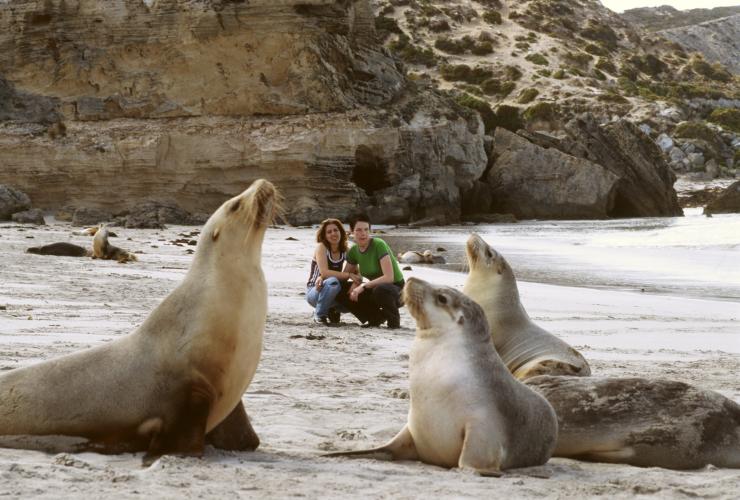 一对情侣蹲在海滩上观察袋鼠岛的海狮 © 澳大利亚旅游局版权所有
