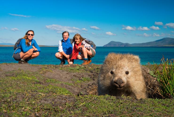 参加玛莉亚岛徒步游的人们在远距离观察玛莉亚岛上的袋熊 © 玛莉亚岛徒步游版权所有