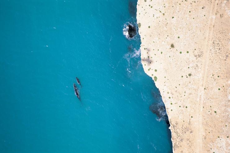 南澳大利亚州，海湾之首，南露脊鲸 © 南澳大利亚旅游局版权所有