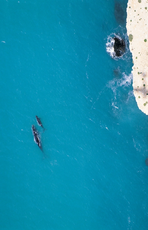 南澳大利亚州，海湾之首，南露脊鲸 © 南澳大利亚旅游局版权所有