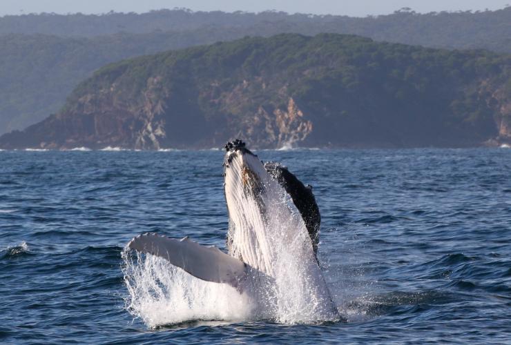 新南威尔士州，悉尼市，座头鲸 © Rachelle Mackintosh, faunographic.com 版权所有