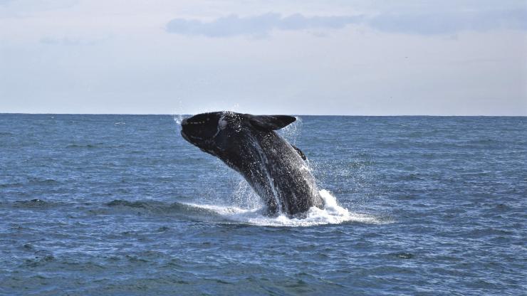 维多利亚州，菲利普岛，野生动物海岸巡游，观鲸 © 澳大利亚旅游局版权所有