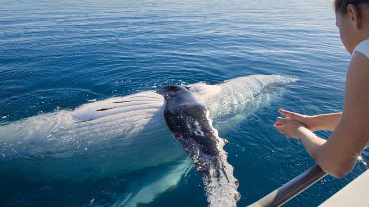 昆士兰州，哈维湾，观鲸 © 昆士兰州旅游及活动推广局版权所有