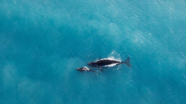 南澳大利亚州，艾尔半岛，大澳大利亚湾，南露脊鲸和幼崽 © 南澳大利亚旅游局版权所有