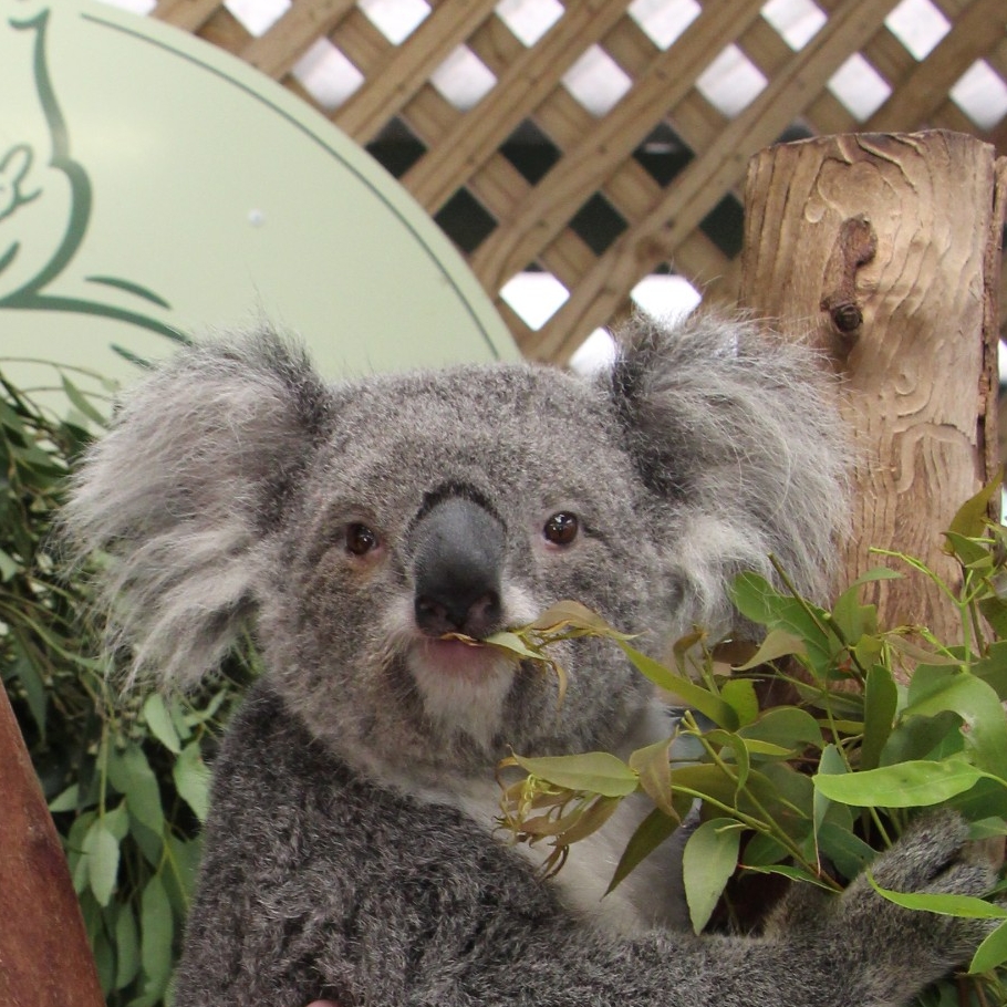 新南威尔士州，杜恩湖畔，翎羽谷野生动物园的考拉 © 新南威尔士州旅游局版权所有