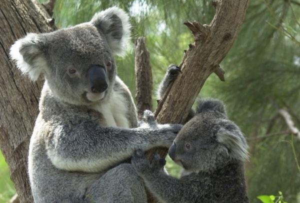西澳大利亚州，珀斯附近的拜福德，库胡努考拉公园 © 库胡努考拉公园版权所有