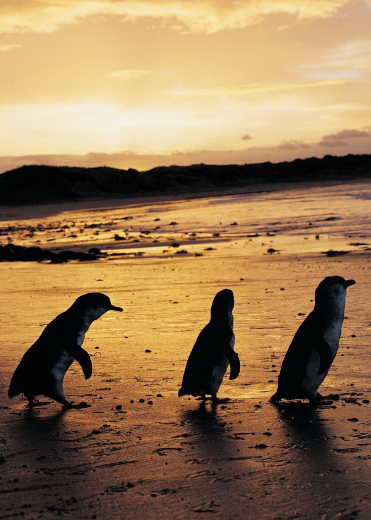 维多利亚州，菲利普岛，企鹅 © 菲利普岛天然公园版权所有