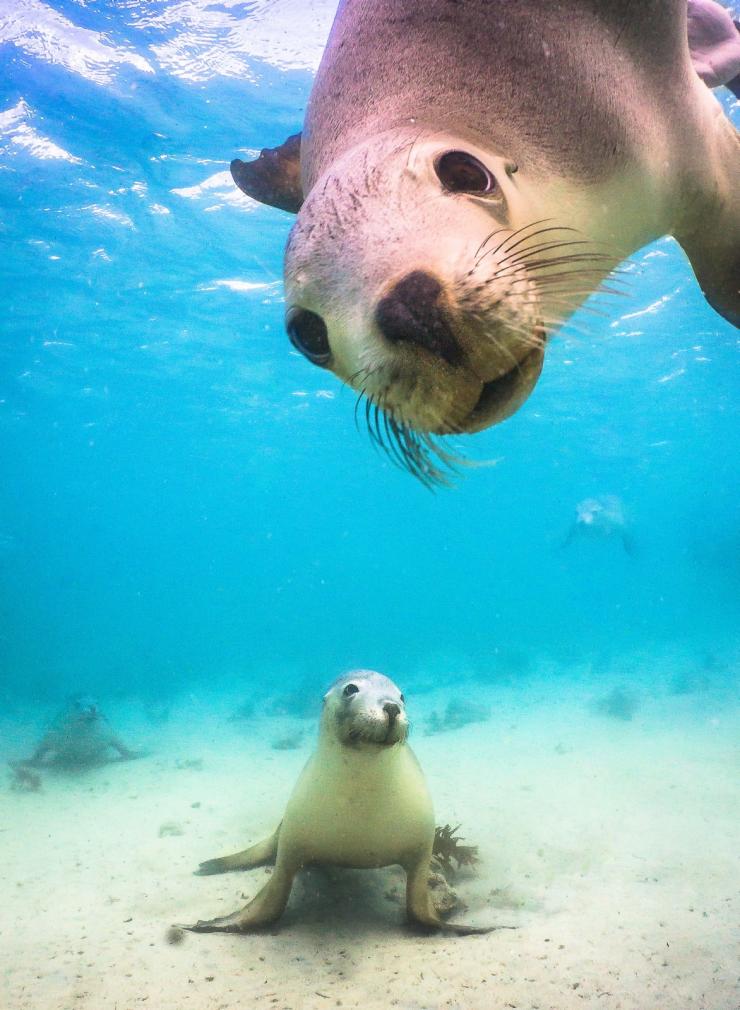 昆士兰州，圣灵群岛，白日梦岛，一只袋鼠盯着相机 © 澳大利亚旅游局版权所有