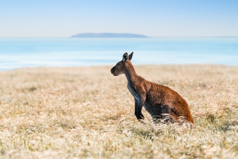 袋鼠岛草原上的袋鼠 © 南澳大利亚旅游局版权所有