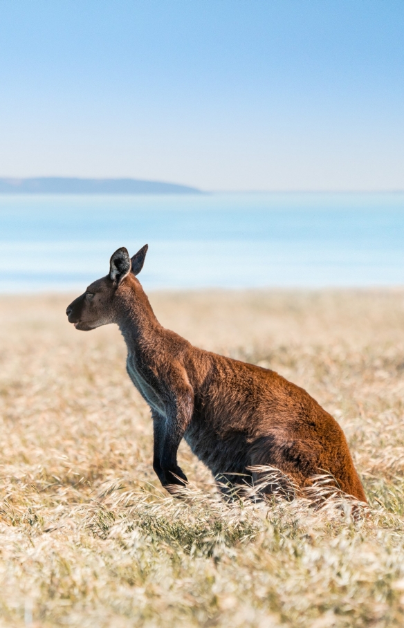 袋鼠岛草原上的袋鼠 © 南澳大利亚旅游局版权所有