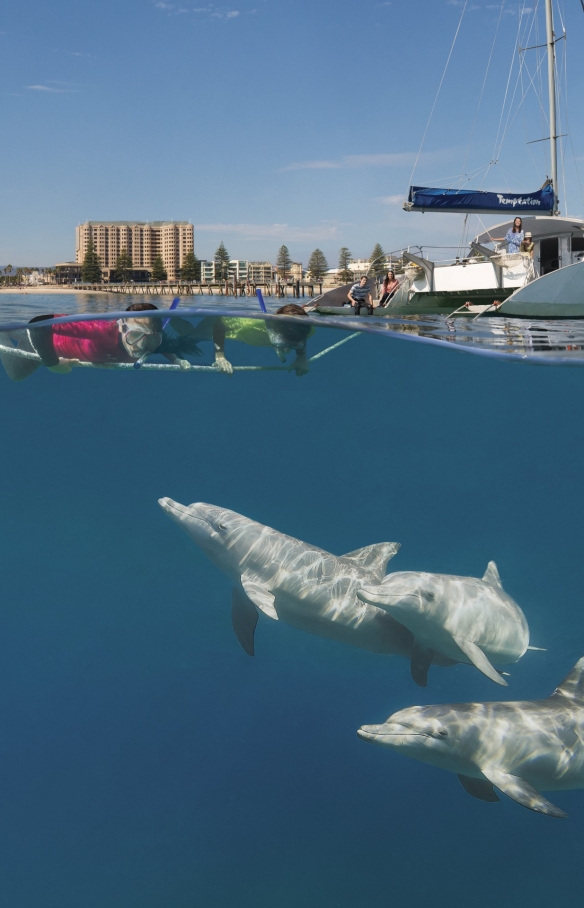 南澳大利亚州，格雷尔魅力航海之旅，浮潜者坐在船上观看海豚 © 南澳大利亚旅游局版权所有