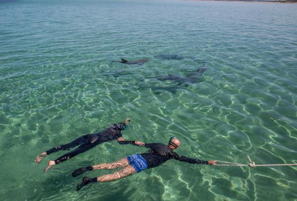 南澳大利亚州，袋鼠岛，袋鼠岛海洋探险 © 澳大利亚旅游局版权所有