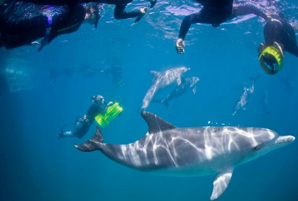 西澳大利亚州，罗金厄姆，罗金厄姆野生动物巡游 © 罗金厄姆野生动物巡游公司版权所有