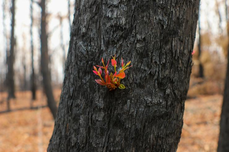 在肖尔黑文地区，一棵烧焦的树木抽出新枝 © 肖尔黑文市政府/Andy Zakeli 版权所有