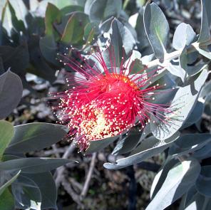 West Australian wildflowers, Southern Coral Coast, WA © Australia's Coral Coast