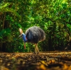 昆士兰州，戴恩树热带雨林中的食火鸡 © 昆士兰州旅游及活动推广局版权所有