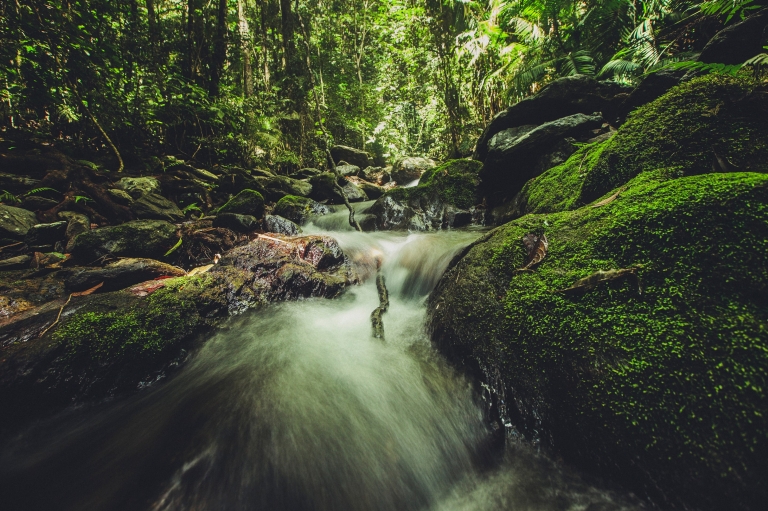 昆士兰州的戴恩树国家公园(Daintree National Park)茂密的热带雨林中,溪水从岩石上潺潺流过 © 热带北昆士兰旅游局版权所有 昆士兰州的戴恩树国家公园(Daintree National Park)茂密的热带雨林中,溪水从岩石上潺潺流过 © 热带北昆士兰旅游局版权所有