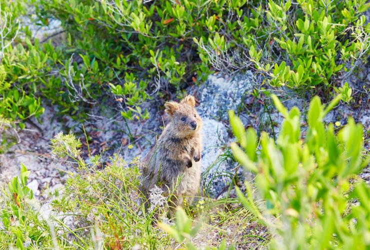 西澳大利亚州的罗特尼斯岛上，短尾矮袋鼠从草木丛生的灌木丛中探出头来 © 罗特尼斯岛旅游局版权所有