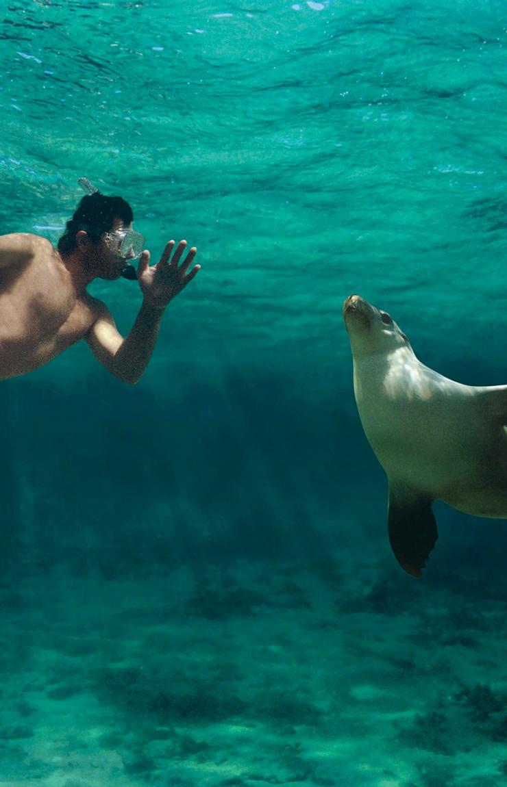 在南澳大利亚州的拜尔得湾（Baird Bay）与海狮一起游泳 © Caroline Fisher 版权所有