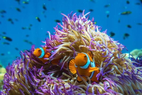 昆士兰州,法兰克群岛,海葵与小丑鱼 © Phil Warring 版权所有 昆士兰州,法兰克群岛,海葵与小丑鱼 © Phil Warring 版权所有