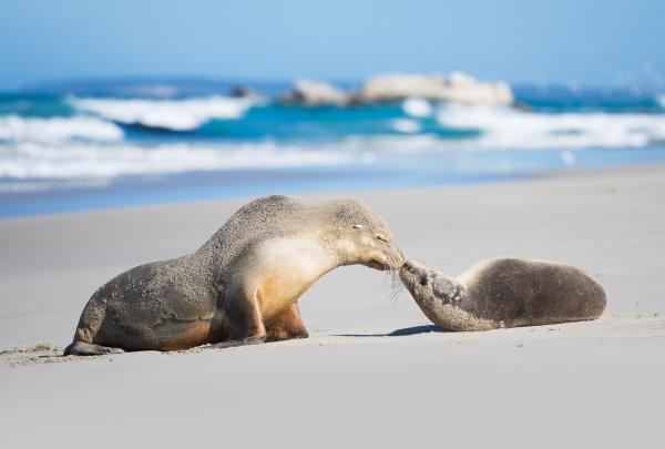 南澳大利亚州,袋鼠岛,海豹湾保育公园 © Ben Goode 版权所有 南澳大利亚州,袋鼠岛,海豹湾保育公园 © Ben Goode 版权所有