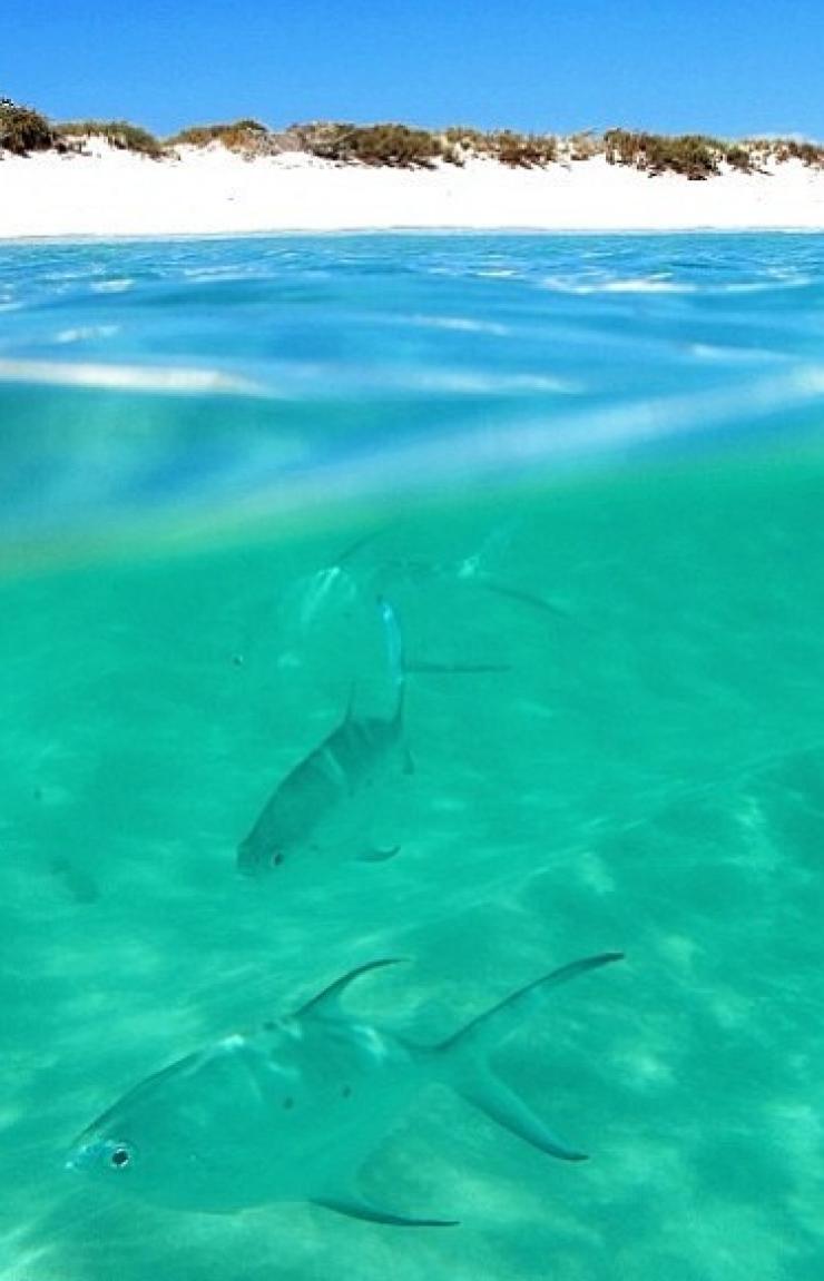 西澳大利亚州,开普岭国家公园,绿松石湾 © 西澳大利亚州旅游局版权所有 西澳大利亚州,开普岭国家公园,绿松石湾 © 西澳大利亚州旅游局版权所有