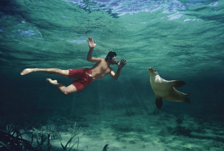 南澳大利亚州，拜尔得湾，与海狮畅游 © 南澳大利亚旅游局版权所有