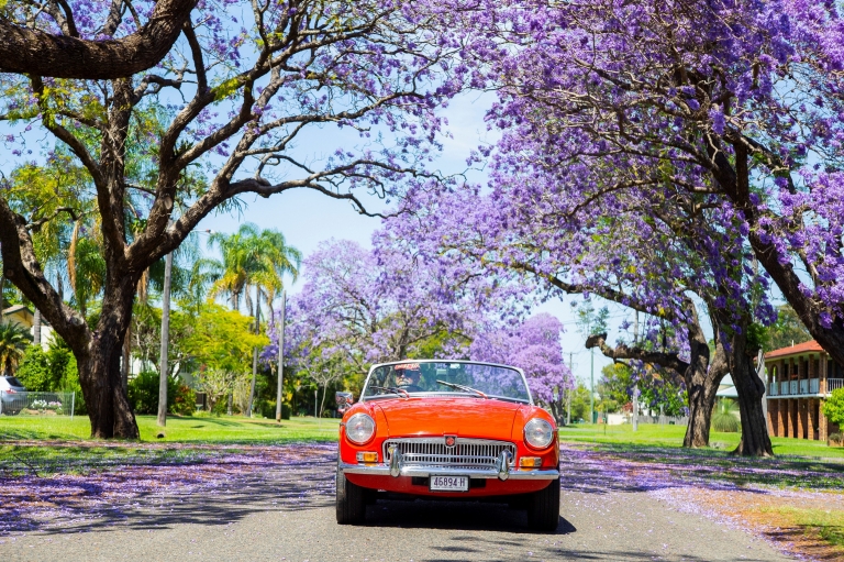 红色老式汽车在开满蓝花楹的公路上行驶 © 新南威尔士州旅游局版权所有