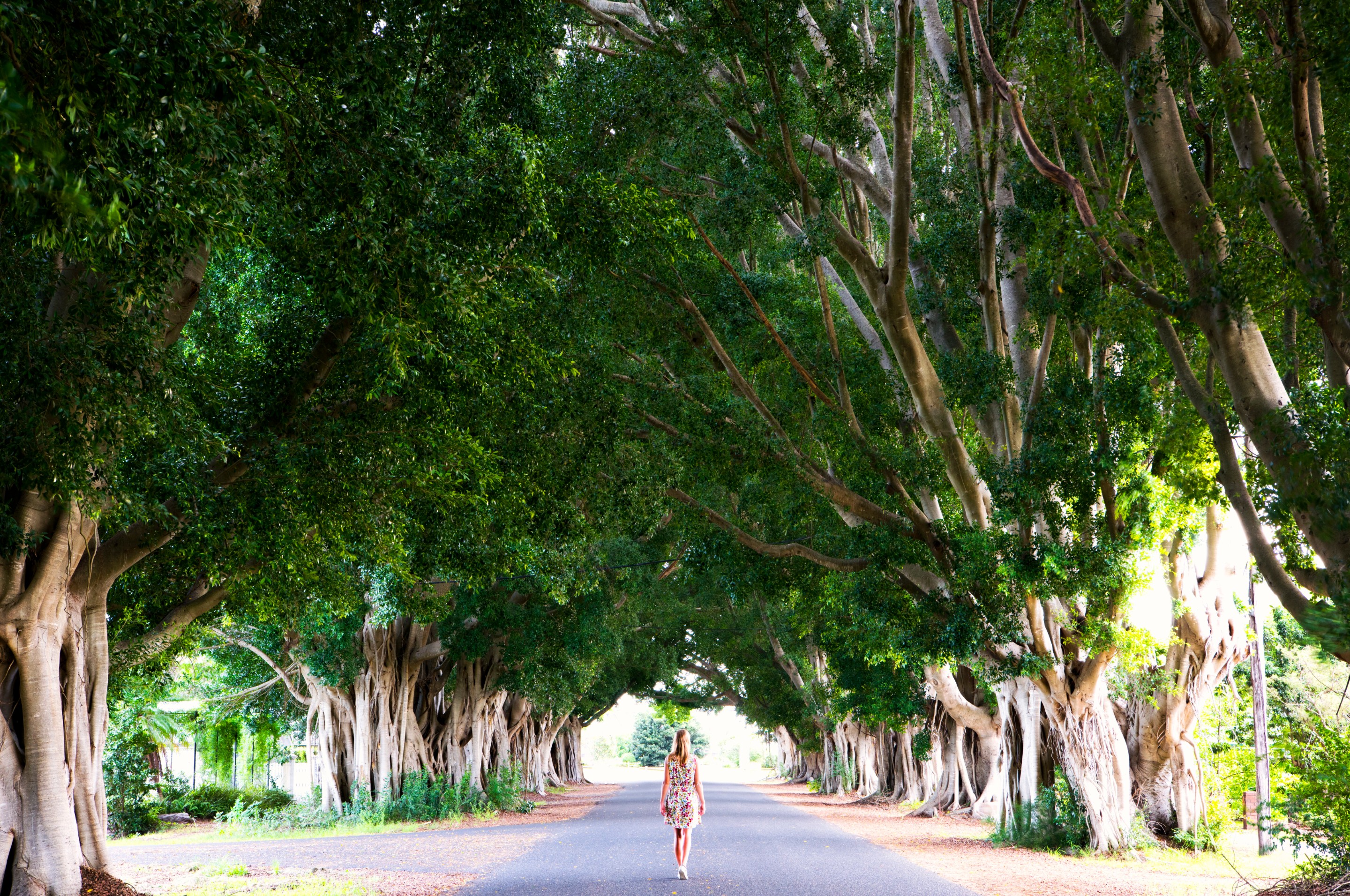 一条被蓝花楹树包围的道路 © My Clarence Valley 版权所有
