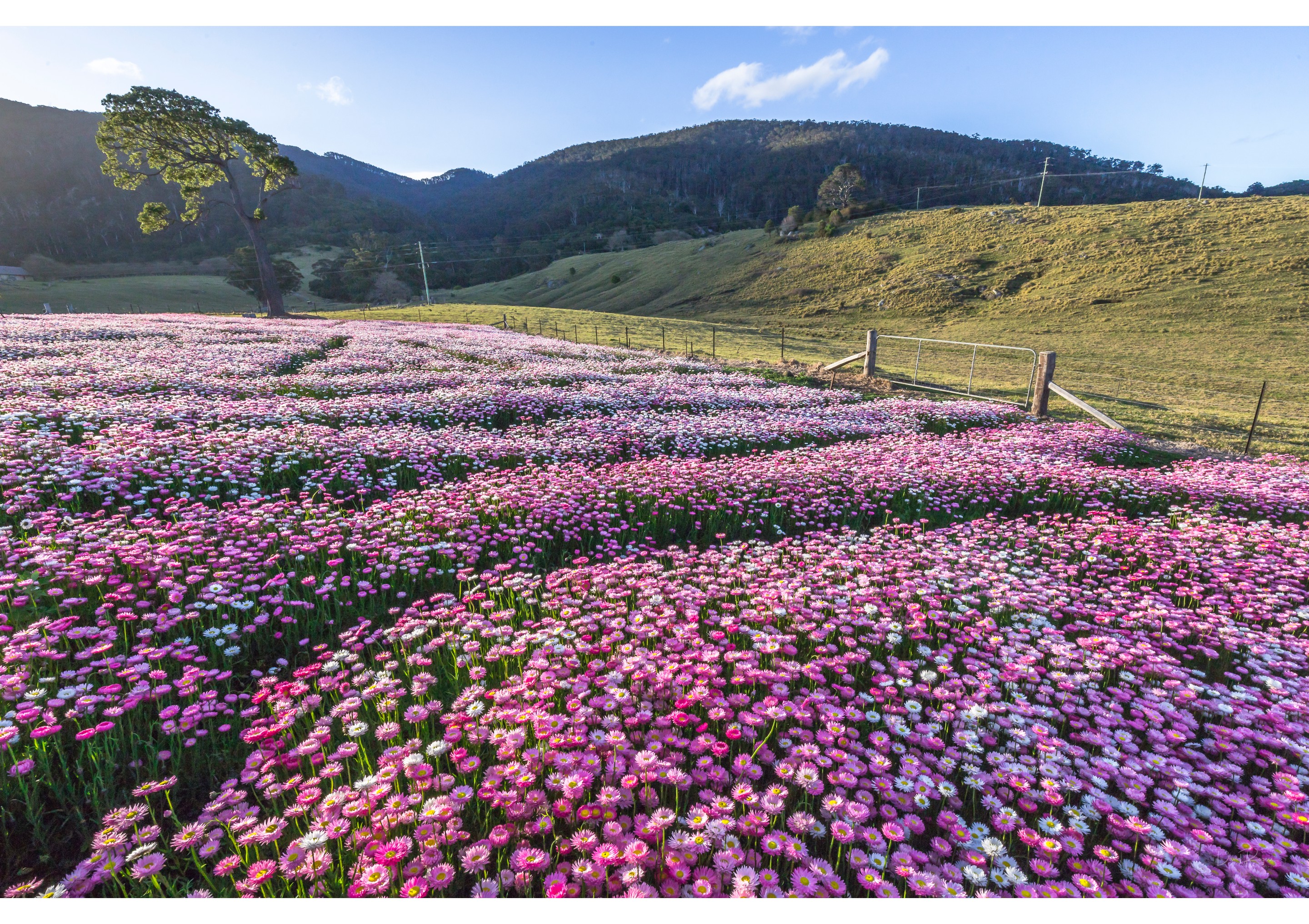 迪巴迪巴的山景农场开满一地的粉色野花 © David Rogers 版权所有