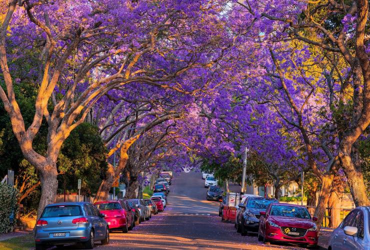 一条被紫色蓝花楹树包围的道路 © 新南威尔士州旅游局版权所有