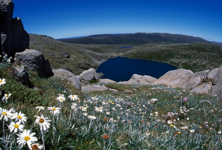  科修斯国家公园观景点处山花烂漫 © 澳大利亚旅游局版权所有