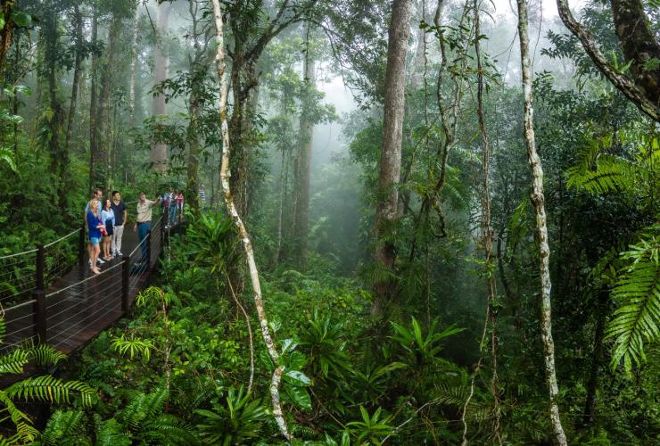 昆士兰州，热带雨林空中缆车（Skyrail Rainforest Cableway），红峰步道（Red Peak Boardwalk）© Brad Newton 版权所有