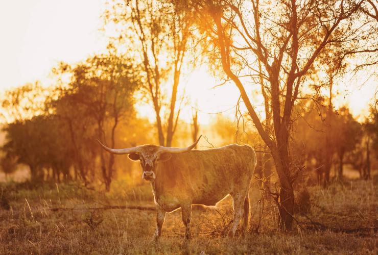 昆士兰州，查特斯堡，德克萨斯长角牛© Melissa Findley/昆士兰州旅游及活动推广局版权所有