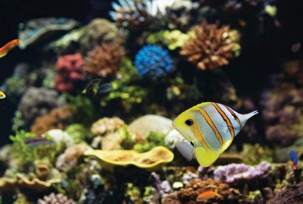 昆士兰州，汤斯维尔，HQ 珊瑚礁© 昆士兰州旅游及活动推广局版权所有