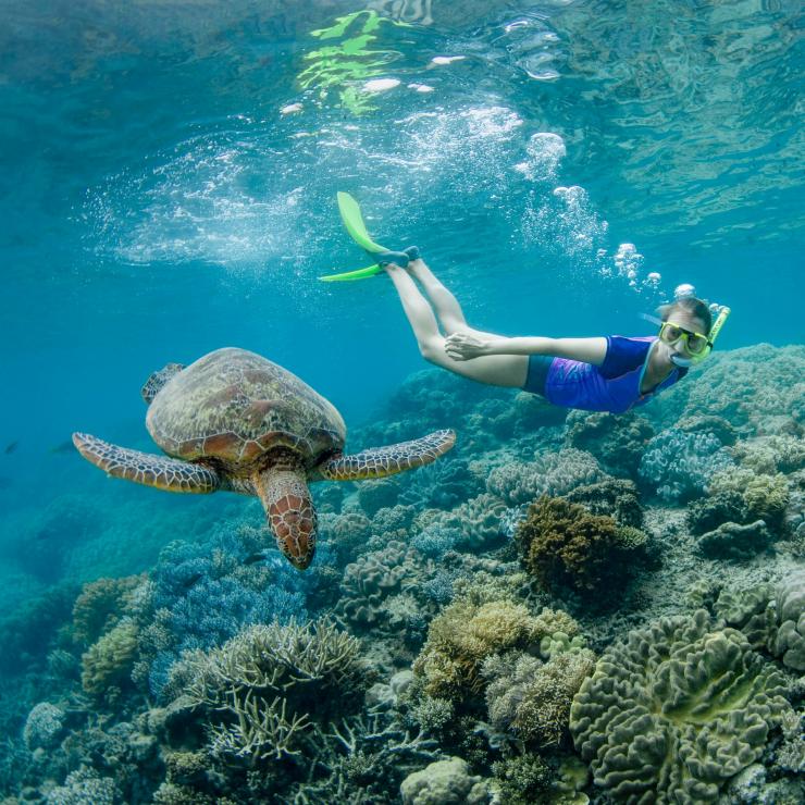 在大堡礁和海龟一起浮潜 © 昆士兰州旅游及活动推广局版权所有