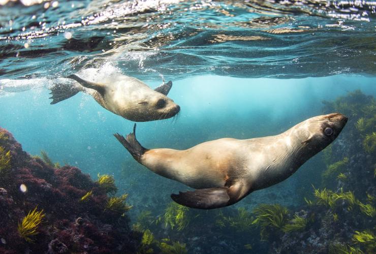 尤若波达拉蒙塔格岛的海豹 © 新南威尔士州旅游局版权所有