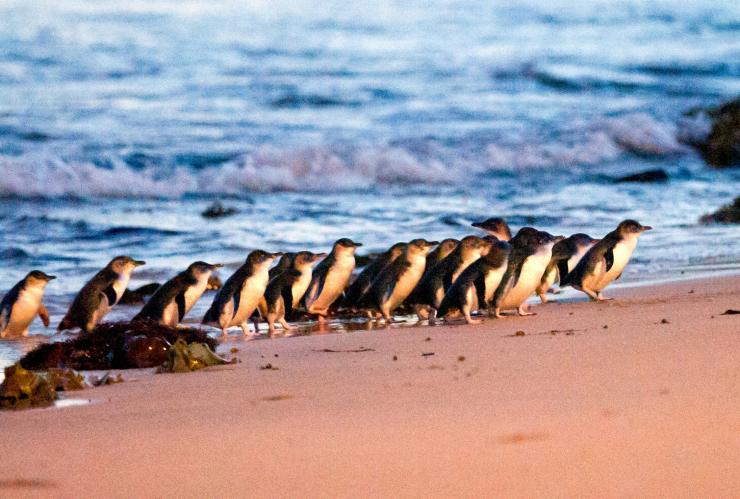 一群小企鹅从海里摇摇摆摆地走到海滩上 © SDP Media 版权所有