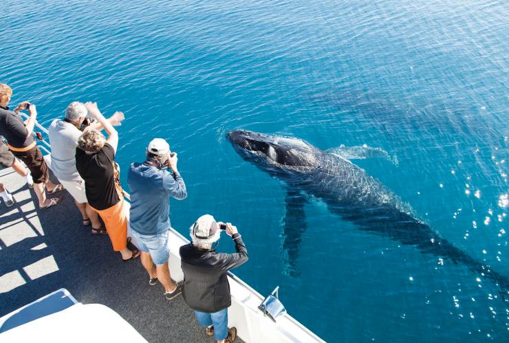 昆士兰州，荷维湾，赏鲸 © 昆士兰州旅游及活动推广局，Matthew Taylor 版权所有