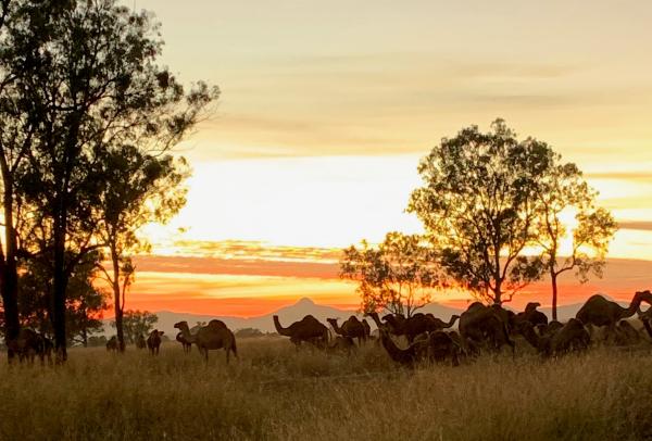 昆士兰州，哈里斯维尔，Summer Land Camels © Summer Land Camels 版权所有